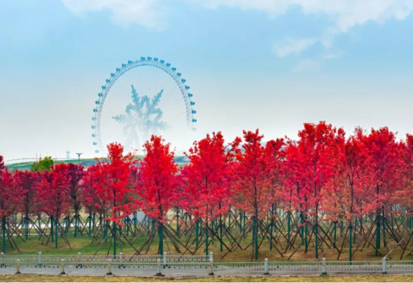哈尔滨冰雪大世界外“枫”光正好，秋日限定浪漫等你来打卡！