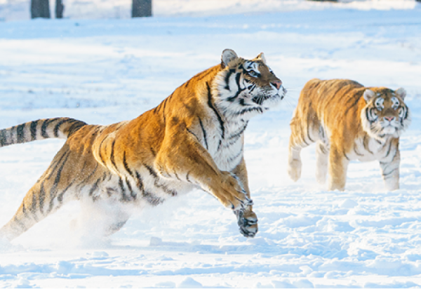 春节来哈尔滨，这篇攻略直接抄作业！哈尔滨冰雪大世界官方商城精选，真香！
